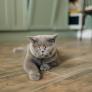Si tu gato hace pis fuera del arenero, no te está castigando: una experta explica por qué pasa y cuándo hay que ir al veterinario