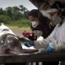 Los delfines del Amazonas, en peligro de extinción, que murieron porque el agua estaba a 41°C