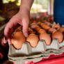 Alarma tras descubrir las condiciones reales detrás de las etiquetas de los huevos de gallinas camperas en los supermercados