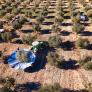 Un agricultor de Guadalajara tira de ingenio con su apero para varear y recoger aceitunas desde el tractor