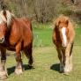 Un ganadero pierde sus caballos en Francia, aparecen en Rumanía y recuperarlos les costará 5.000 euros