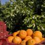 Paco, agricultor, vende online las naranjas de su abuelo: "Se me quedan 1.290 euros. Estoy dispuesto a perder este año mi naranja por dar educación de campo"