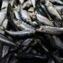 Golpe de Marruecos a la industria conservera española: amenaza con un corte en el suministro de sardinas que podría asfixiar a la competencia