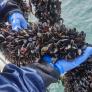 Con más de 777.000 toneladas al año, China domina la producción mundial de mejillones y explota megagranjas marinas que han convertido su cultivo en una de las mayores industrias de proteínas del planeta