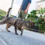 Un gato recorre 250 km desde Girona hasta Francia para volver a casa: "Cruzó la frontera y los ríos"
