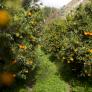 Fascinación de un chef británico al tropezar en la costa este de España con el "Jardín del Edén" de los cítricos