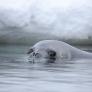 Los mejores exploradores de la Antártida tienen bigotes: así usan a las focas para espiar el glaciar del Juicio Final