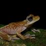 Descubierta una nueva especie de rana