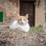 En Mallorca se ponen el mono de trabajo para controlar las colonias de gatos