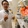 Adiós a los tomates que no saben a nada: científicos logran con edición genética que huelan a palomitas sin perder peso, azúcar ni vitamina C