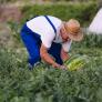 Pascual, agricultor ecológico: "Las sandías este año y el verano están hundidas de precio"