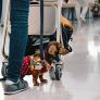 Una mujer no puede montar en el avión con su perro y decide abandonarlo en el aeropuerto: "Está a salvo en un hogar de acogida"