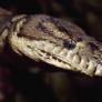 Los investigadores de Stanford y Colorado coinciden: una molécula de la serpiente pitón podría ser el sustituto del Ozempic sin sus efectos secundarios