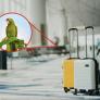 Un aeropuerto europeo se vuelca desde hace días en una misión casi imposible: encontrar al dueño de un loro perdido