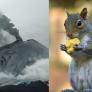 Los vulcanólogos coinciden: un grupo de ardillas son las responsables de que un ecosistema de EEUU se siga recuperando 40 años después de la última erupción