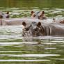 Colombia endurece las normas para frenar la invasión de los hipopótamos que introdujo Pablo Escobar: "Hay más de 200 y se reproducen sin control, el ecosistema está en peligro"