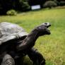 El susto de Jonathan, el animal terrestre vivo más longevo del mundo: un estafador dio por muerta a esta tortuga coetánea de Napoleón y de TikTok