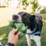 Manel, educador canino: "Si tu perro se come los juguetes prueba con esta alternativa"