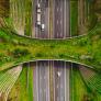 Levantan un 'puente verde' de 4,3 millones de euros para que serpientes, sapos y vacas crucen una carretera con seguridad