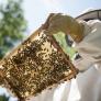 Condenan a seis meses de cárcel a una apicultora que soltó cientos de abejas contra los policías que iban a desahuciar a su vecino de 80 años