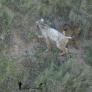 La muda del lince blanco: así está documentando Ángel Hidalgo el nuevo cambio de color de Satureja