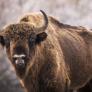 Un pueblo de Guadalajara con 20 vecinos en invierno trae 9 bisontes desde Polonia y Países Bajos para frenar el abandono del monte y prevenir incendios