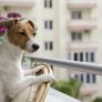 Confirmado por la Ley de Propiedad Horizontal: si un dueño no recoge los excrementos de sus mascotas en las zonas comunes la comunidad le puede privar del uso de la vivienda por hasta 3 años