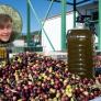 El responsable de una almazara aclara por qué hay aceites de oliva que son más verdes que otros
