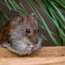 No solo alejarte de las ratas: lo que debes hacer para evitar el contagio de hantavirus, según el Ministerio de Sanidad