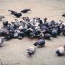 Céline Albinet, 30 años, marsellesa: "Me he sorprendido al darme cuenta de que me encanta el olor de las palomas. Huelen a pan caliente"