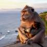 Los monos de un templo en Bali no roban por hambre, negocian: distinguen un iPhone de unas chanclas y eligen qué objetos pueden cambiar por más comida