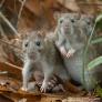 El test del hantavirus: ¿estás tan bien informado como piensas?