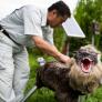 La demanda de los lobos-robot para ahuyentar a osos se dispara en Japón: "Ahora mismo no damos abasto"