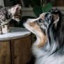 Marta, educadora animal, sobre el apego de las mascotas: "Un gato se vincula un 7% más que un perro"