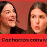 La cena de los idiotés | 3x35 | Cachorros convivientes