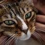 Ya ha entrado en vigor: multas de hasta 10.000 euros por dejar solo a tu gato durante 3 días
