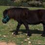 Liberan a un pony atrapado dentro de la rueda de un tractor: "Estaba muy asustado"