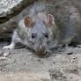 Un experto zoólogo advierte que en la Patagonia está cambiando y crece "el riesgo de una epidemia por hantavirus"