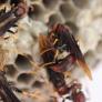 Entomólogos descubren por qué hay colmenas que no colapsan cuando muere la reina: hay avispas 'burócratas' que se encargan del día a día