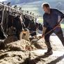 El clamor de un joven ganadero: "La paja ha subido un 38%, cuando desaparezca el campo veréis que baratos éramos los agricultores"