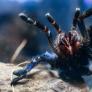 Una misteriosa araña azul en Angola trae de cabeza a los científicos: no saben por qué emite este color, pero podría ser importante para tácticas de defensa y camuflaje