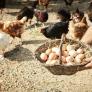 El dato que pocos conocen del huevo ecológico: "Las gallinas ecológicas tienen por ley horas de oscuridad para que puedan dormir"