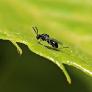 La plaga que no necesita machos para multiplicarse: así se extiende la avispilla del castaño y así se combate, con otro insecto que devora sus huevos