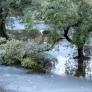 Los investigadores coinciden: los fenómenos climáticos extremos dañarán más los olivares españoles que el aumento de las temperaturas