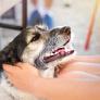 Confirmado por el Gobierno: hay más perros que niños en España