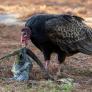 La ciencia documenta casos de buitres comiéndose los huevos de una serpiente pitón invasora en Florida: ahora son la gran esperanza del ecosistema