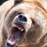 Un oso anda suelto cerca de Tokio y obliga a cerrar 100 escuelas