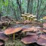 El ser vivo más grande del planeta no es una ballena ni un árbol, sino un hongo de 9 kilómetros cuadrados que vive bajo un bosque de Oregón