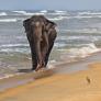 Un niño de 11 años pasea por una playa y encuentra por casualidad el molar de un pariente extinto del elefante que vivió hace 1,8 millones de años