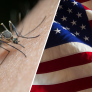 Diez soldados en círculo, 100 mosquitos y 40 picaduras: así probó el Ejército de EEUU si los insectos servían como arma
